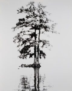 Bald cypress stands on the shore of the Pamlico River near Washington, NC. B&W handcrafted alternative process photograph (original silver emulsion print from paper negative). "Bald Cypress Reflections" © WJ Eastman. Offered by GALLERY5X7