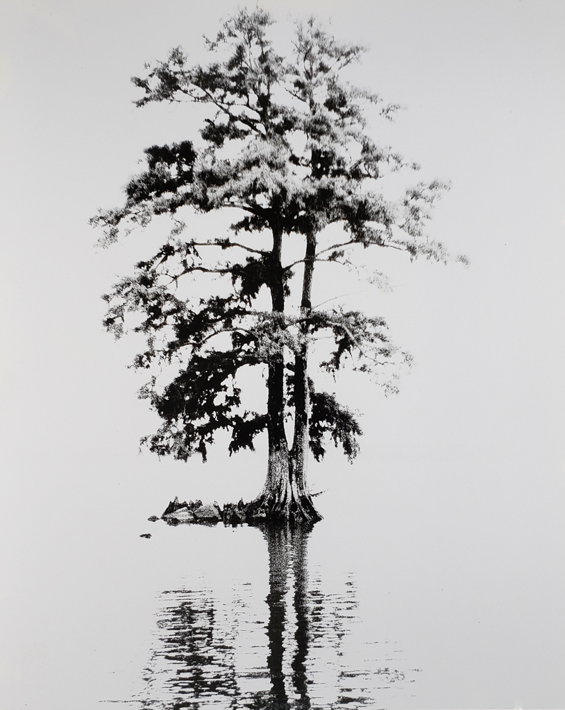 Bald cypress stands on the shore of the Pamlico River near Washington, NC. B&W handcrafted alternative process photograph (original silver emulsion print from paper negative). © WJ Eastman Offered by GALLERY5X7.