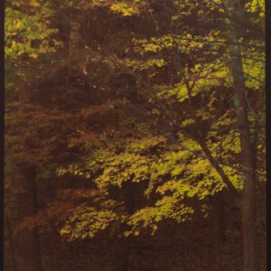 “Autumn, Saratoga Spa Park” © David Aimone. Approx. 8x12" handcrafted multi-layer print on Hahnemuhle Platinum Rag (gum bichromate over cyanotype over platinum/palladium). Signed single edition print offered by GALLERY5X7.