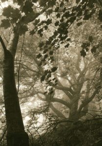 “After the Bend. Mist” © Iván B. Pallí. Approx. 6.7x9.5" (17x24cm) hand-printed silver gelatin lith print on Kodak Bromesko paper. Signed and numbered original print, edition 2/25, offered by GALLERY5X7.