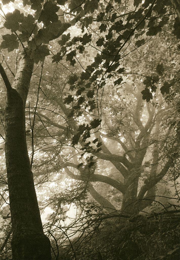 “After the Bend. Mist” © Iván B. Pallí. “A misty morning in Corstorphine Hill, Edinburgh, Scotland." Approx. 17x24cm hand-printed silver gelatin lith print on Kodak Bromesko paper. Signed and numbered original print, edition 2/25, offered at $250.
