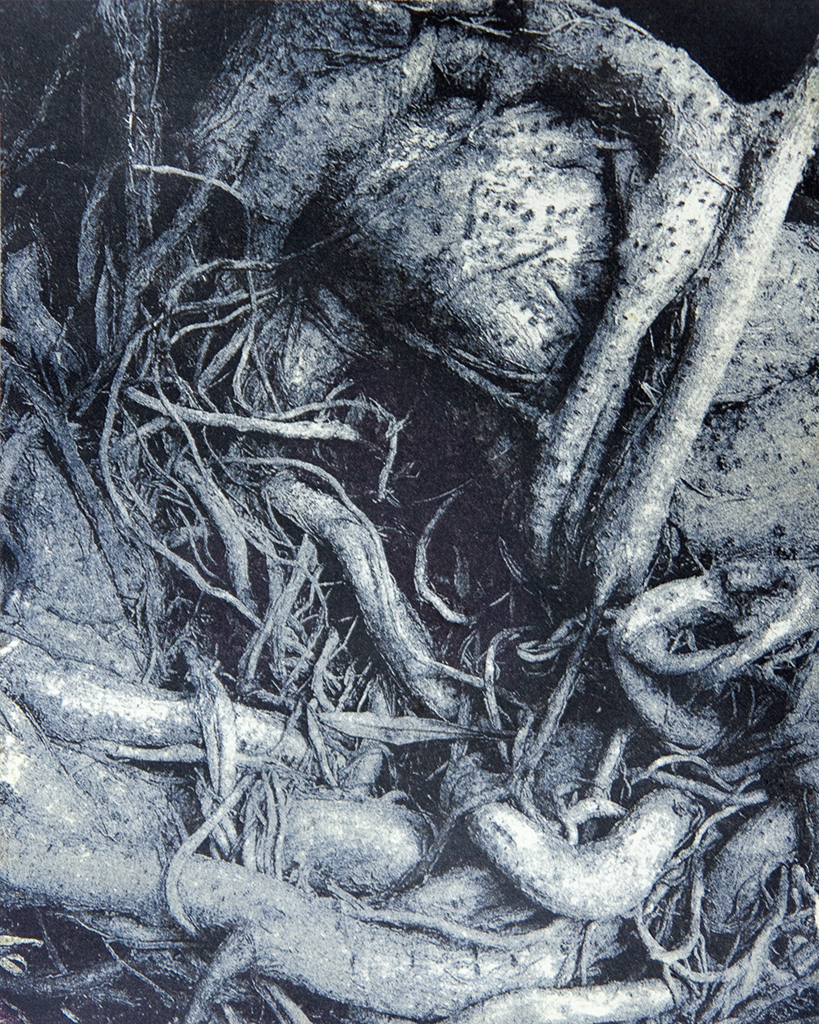"Coiled Roots" © Colin D. Irwin. Approx. 10x8” (25.40x20.32 cm) handcrafted polychrome gum oil print on Stonehenge paper. Signed, single edition print, offered at $250.