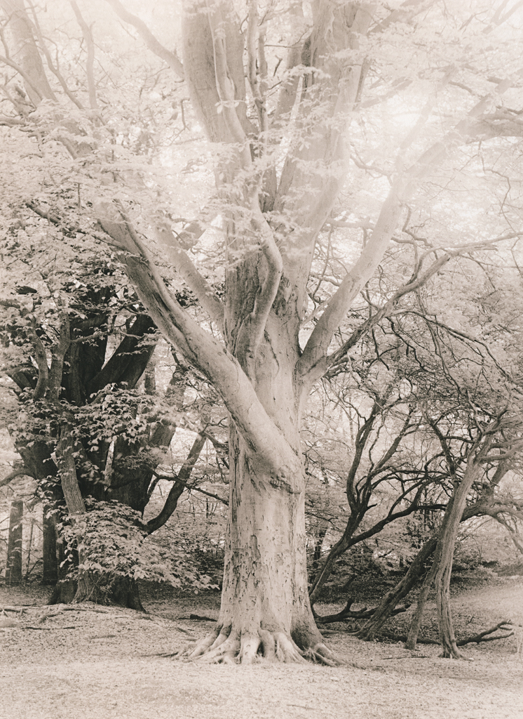 “Grassy Slope. Evening” © Iván B. Pallí. “A special tree in Corstorphine Hill, Edinburgh." Approx. 25x33cm hand-printed silver gelatin lith print on Kodak Bromide paper. Signed and numbered original print, edition 1/5, offered at $500.