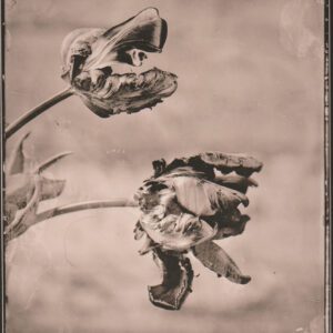 "Ara" © Sarah Lycksten. Approx. 4x5" handcrafted alternative process photograph (silver emulsion lith print from glass wet plate negative on Foma paper). Signed original print offered by GALLERY5X7.