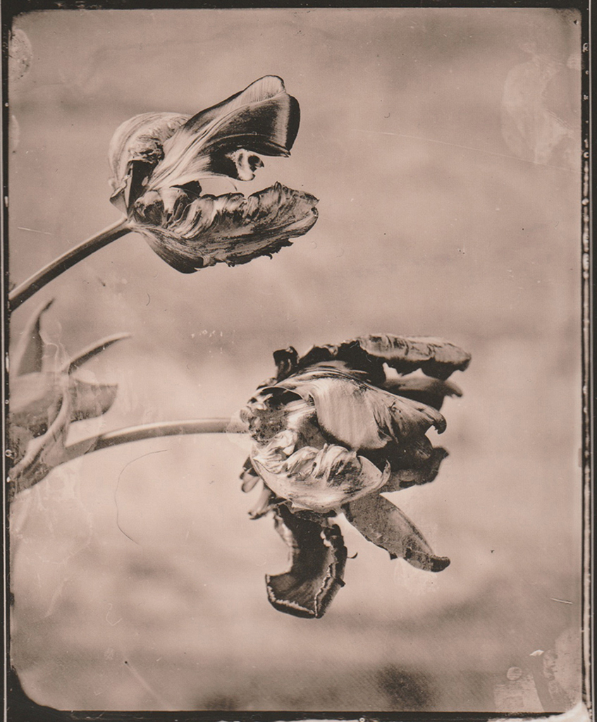 "Ara" © Sarah Lycksten. Approx. 4x5" handcrafted alternative process photograph (silver emulsion lith print from glass wet plate negative on Foma paper). Signed original print offered by GALLERY5X7 at $250.
