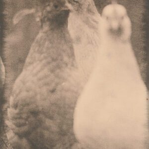 "Hens" © Sarah Lycksten. Approx. 7x9" handcrafted alternative process photograph (silver emulsion lith print). Signed original print offered by GALLERY5X7.