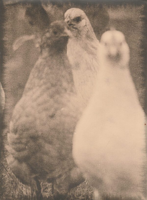 "Hens" © Sarah Lycksten. Approx. 7x9" handcrafted alternative process photograph (silver emulsion lith print). Signed original print offered by GALLERY5X7.