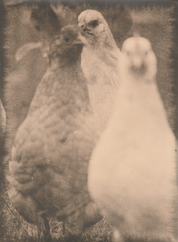 "Hens" © Sarah Lycksten. Approx. 7x9" handcrafted alternative process photograph (silver emulsion lith print). Signed original print offered by GALLERY5X7 at $250.