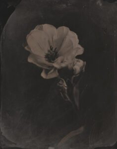 "Rose" © Sarah Lycksten. Approx. 8x10" handcrafted alternative process photograph (wet plate collodian). Signed original print offered by GALLERY5X7.