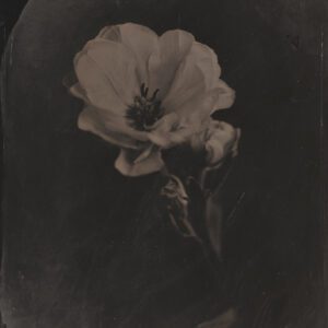 "Rose" © Sarah Lycksten. Approx. 8x10" handcrafted alternative process photograph (wet plate collodian). Signed original print offered by GALLERY5X7.