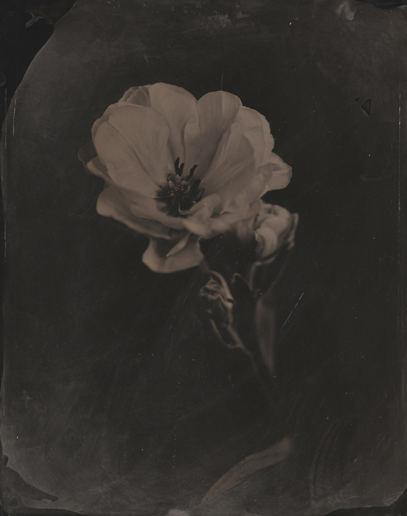 "Rose" © Sarah Lycksten. Approx. 8x10" handcrafted alternative process photograph (wet plate collodian). Signed original print offered by GALLERY5X7 at $250.