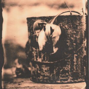 "Rusty" © Sarah Lycksten. Approx. 4x5" handcrafted alternative process photograph (silver emulsion lith print from glass wet plate negative on vintage Leonar paper). Signed original print offered by GALLERY5X7.
