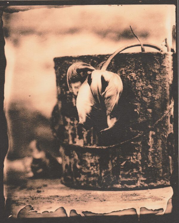 "Rusty" © Sarah Lycksten. Approx. 4x5" handcrafted alternative process photograph (silver emulsion lith print from glass wet plate negative on vintage Leonar paper). Signed original print offered by GALLERY5X7.