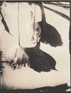 "Tulip Shadow" © Sarah Lycksten. Approx. 4x5" handcrafted alternative process photograph (silver emulsion lith print from glass wet plate negative). Signed original print offered by GALLERY5X7.