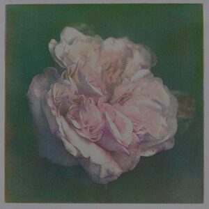 "Rose" © Alan Glover. Approx 7x7” handcrafted gum bichromate print from 4 negatives using watercolour pigments on Hahnemuhle Platinum Rag paper. GALLERY5X7 offers this original print, signed on the mount (mount size 12.5x12.5”).