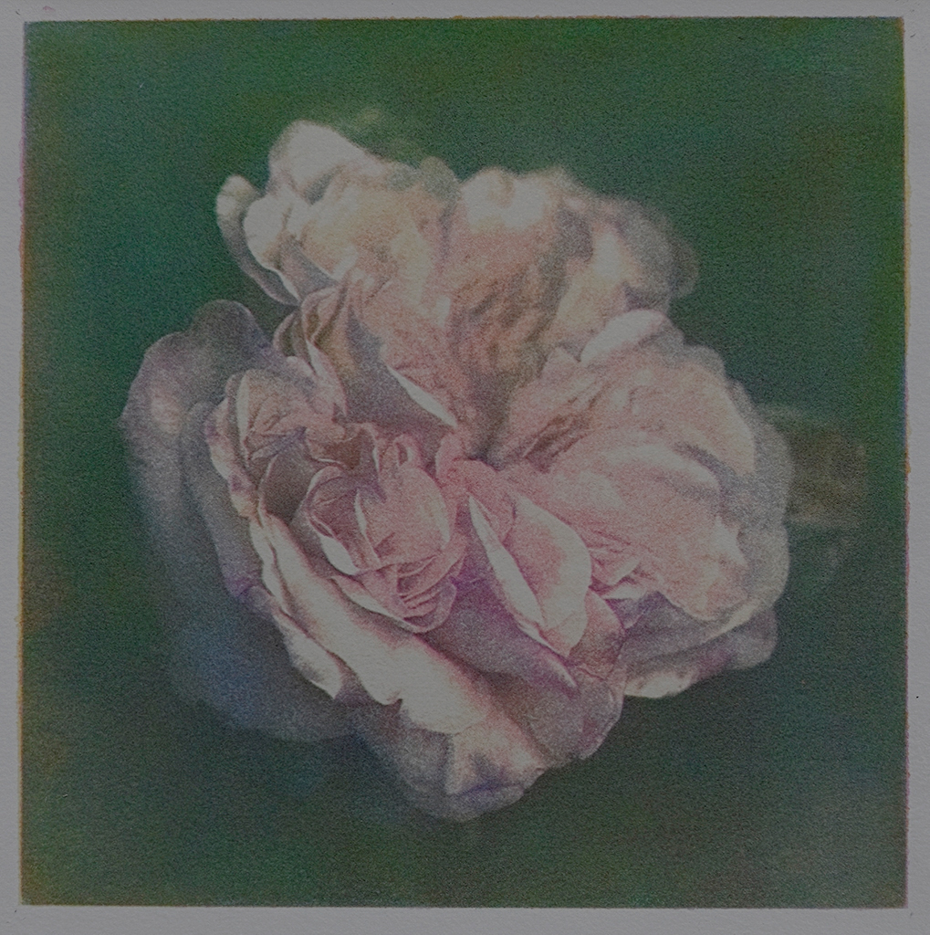 "Rose" © Alan Glover. Approx 7x7” handcrafted gum bichromate print from 4 negatives using watercolour pigments on Hahnemuhle Platinum Rag paper. GALLERY5X7 offers this original print, signed on the mount (mount size 12.5x12.5”), at $250.