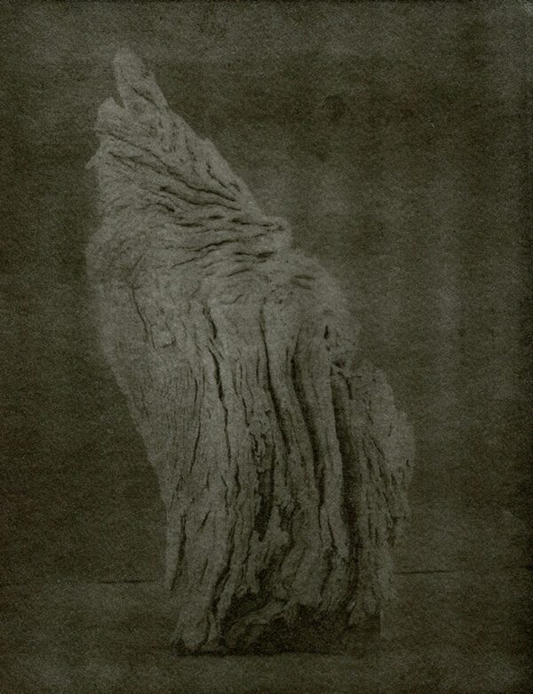 "Angels Wing" © Mat Hughes. Approx. 7x9.5" (18x24cm) handcrafted warm-toned silver gelatin tree bark still-life study from scanned large format 4x5 negative. Printed on fibre paper and bonded on 16x16" (40.5x40.5cm) Forex foamboard ready for framing. Edition of 3 unique, signed prints.