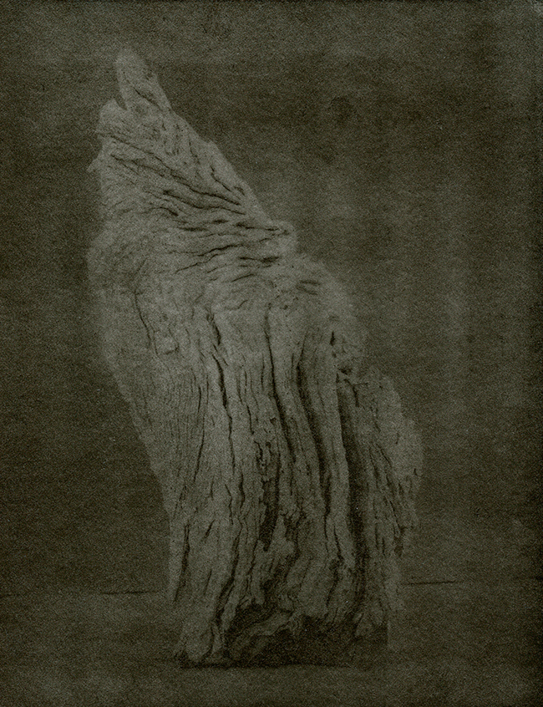 "Angels Wing" © Mat Hughes. Approx. 7x9.5" (18x24cm) handcrafted warm-toned silver gelatin tree bark still-life study from scanned large format 4x5 negative. Printed on fibre paper and bonded on 16x16" (40.5x40.5cm) Forex foamboard ready for framing. Edition of 3 unique signed prints. Offered by GALLERY5X7 at $250.