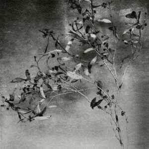 "Branch With Seeds" © Mat Hughes. Found, Little Desert National Park, Victoria. Approx. 6.5x8.5" (16.5x21.5cm) handcrafted silver gelatin tree bark still-life study from scanned large format 4x5 negative. Printed on fibre paper and bonded on 16x16" (40.5x40.5cm) Forex foamboard ready for framing. Edition of 3 unique, signed prints.