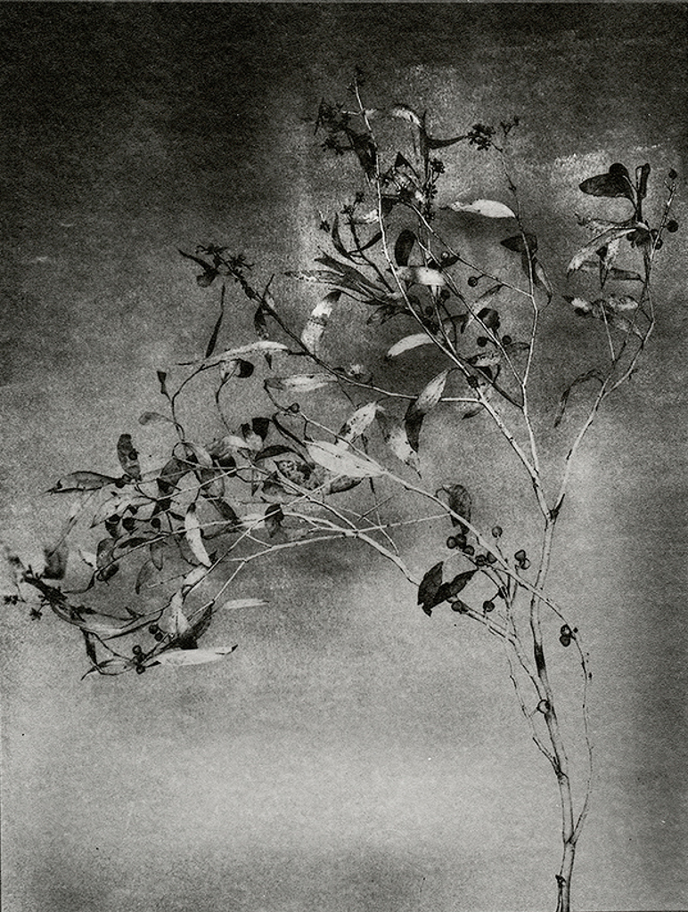 "Branch With Seeds" © Mat Hughes. Found, Little Desert National Park, Victoria. Approx. 6.5x8.5" (16.5x21.5cm) handcrafted silver gelatin tree bark still-life study from scanned large format 4x5 negative. Printed on fibre paper and bonded on 16x16" (40.5x40.5cm) Forex foamboard ready for framing. Edition of 3 unique signed prints. Offered by GALLERY5X7 at $250.