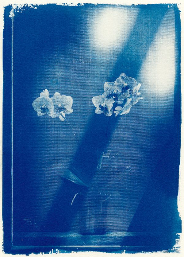 "Ester’s Orchid" © Mat Hughes. Approx. 6.75x9.5" (17x24cm) handcrafted cyanotype still-life study behind screen from scanned large format 4x5 negative. Printed on watercolour paper and bonded on 16x16" (40.5x40.5cm) Forex foamboard ready for framing. Edition of 5 unique, signed prints.