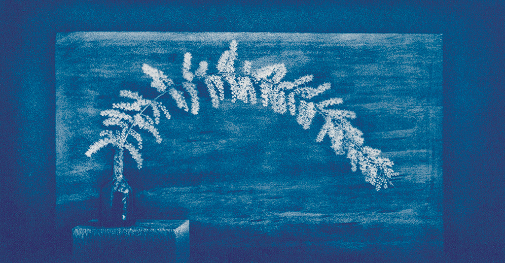 "Flowering Tamarisk" © Mat Hughes. Approx. 4.5x7.9" (11.5x20cm) handcrafted cyanotype still-life study from scanned large format 4x5 negative. Printed on watercolour paper and bonded on 16x16" (40.5x40.5cm) Forex foamboard ready for framing. Edition of 4 unique signed prints. Offered by GALLERY5X7 at $250.