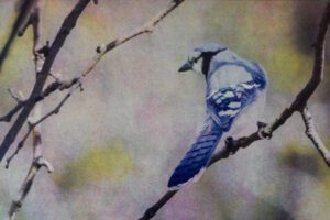 “Blue Jay" © Andy Kraushaar. Approx. 8x12" (20.3x30.5cm) handcrafted alternative process photograph (tri-color gum bichromate over cyanotype) printed on Hahnemuhle Platinum Rag. GALLERY5X7 offers this signed, original print.