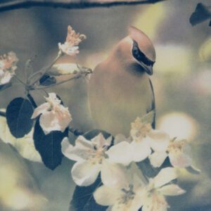 “Cedar Waxwing" © Andy Kraushaar. Approx. 8x12" (20.3x30.5cm) handcrafted alternative process photograph (tri-color gum bichromate over cyanotype) printed on Hahnemuhle Platinum Rag. GALLERY5X7 offers this signed, original print.