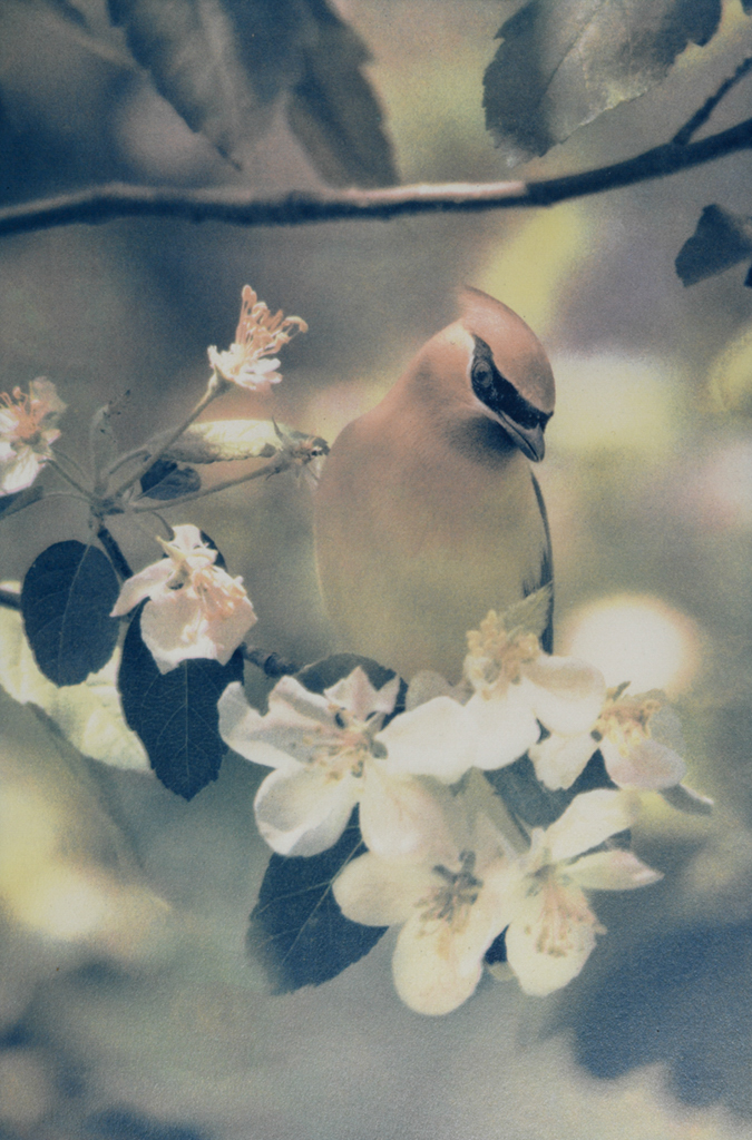 “Cedar Waxwing" © Andy Kraushaar. Approx. 8x12" (20.3x30.5cm) handcrafted alternative process photograph (tri-color gum bichromate over cyanotype) printed on Hahnemuhle Platinum Rag. GALLERY5X7 offers this signed, original print.
