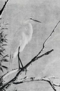 “Egret" © Andy Kraushaar. Approx. 8x12" (20.3x30.5cm) handcrafted alternative process photograph (gum bichromate) printed on Hahnemuhle Platinum Rag. GALLERY5X7 offers this signed, original print.