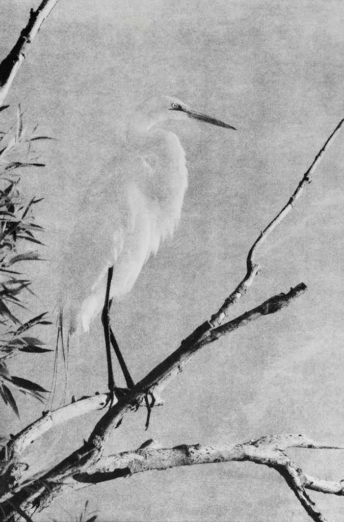 “Egret" © Andy Kraushaar. Approx. 8x12" (20.3x30.5cm) handcrafted alternative process photograph (gum bichromate) printed on Hahnemuhle Platinum Rag. GALLERY5X7 offers this signed, original print at $250.