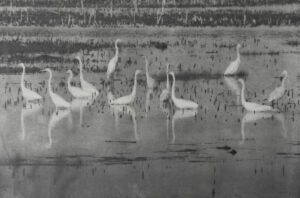 “Egrets at Horicon" © Andy Kraushaar. Approx. 8x12" (20.3x30.5cm) handcrafted alternative process photograph (three-layer black gum bichromate) printed on Hahnemuhle Platinum Rag. GALLERY5X7 offers this signed, original print.