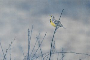 “Meadowlark" © Andy Kraushaar. Approx. 8x12" (20.3x30.5cm) handcrafted alternative process photograph (tri-color gum bichromate over cyanotype) printed on Hahnemuhle Platinum Rag. GALLERY5X7 offers this signed, original print.