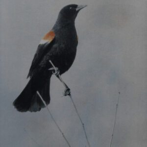 “Red-winged Blackbird" © Andy Kraushaar. Approx. 8x12" (20.3x30.5cm) handcrafted alternative process photograph (tri-color+black gum bichromate over cyanotype) printed on Hahnemuhle Platinum Rag. GALLERY5X7 offers this signed, original print.