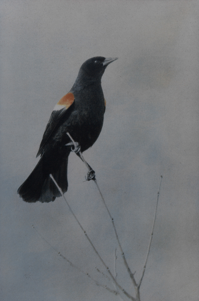“Red-winged Blackbird" © Andy Kraushaar. Approx. 8x12" (20.3x30.5cm) handcrafted alternative process photograph (tri-color+black gum bichromate over cyanotype) printed on Hahnemuhle Platinum Rag. GALLERY5X7 offers this signed, original print at $500.