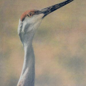 “Sandhill Crane" © Andy Kraushaar. Approx. 8x12" (20.3x30.5cm) handcrafted alternative process photograph (tri-color gum bichromate over cyanotype) printed on Hahnemuhle Platinum Rag. GALLERY5X7 offers this signed, original print.
