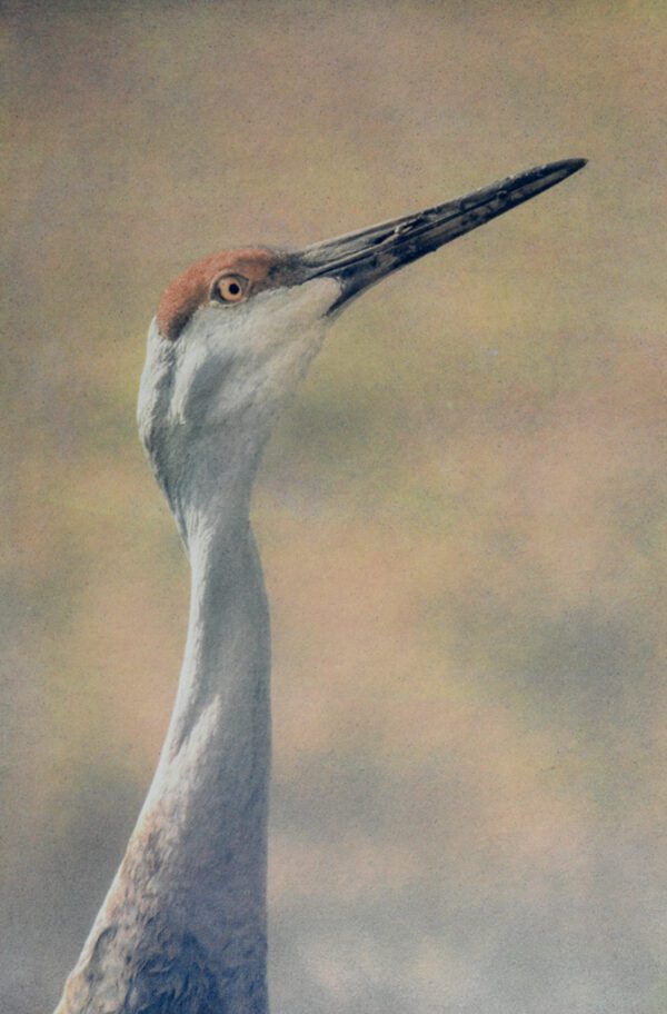 “Sandhill Crane" © Andy Kraushaar. Approx. 8x12" (20.3x30.5cm) handcrafted alternative process photograph (tri-color gum bichromate over cyanotype) printed on Hahnemuhle Platinum Rag. GALLERY5X7 offers this signed, original print.