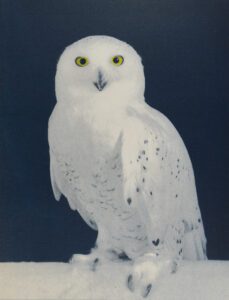 “Snowy Owl" © Andy Kraushaar. Approx. 8x12" (20.3x30.5cm) handcrafted alternative process photograph (hand-tinted cyanotype) printed on Hahnemuhle Platinum Rag. GALLERY5X7 offers this signed, original print.