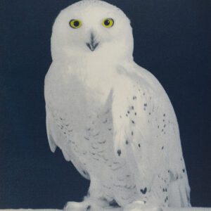 “Snowy Owl" © Andy Kraushaar. Approx. 8x12" (20.3x30.5cm) handcrafted alternative process photograph (hand-tinted cyanotype) printed on Hahnemuhle Platinum Rag. GALLERY5X7 offers this signed, original print.