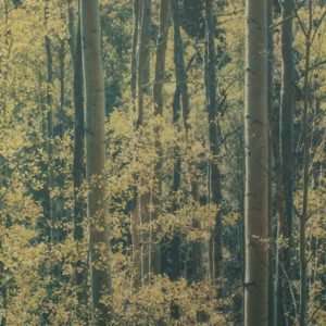 “Aspens Near Santa Fe New Mexico" © Tom Wise. Aspens in Aspen Glen near Santa Fe New Mexico. Approx. 6x7.5" (15.2x19.1cm) handcrafted alternative process photograph (gum bichromate over palladium-toned kallitype). GALLERY5X7 offers this signed, editioned original print.