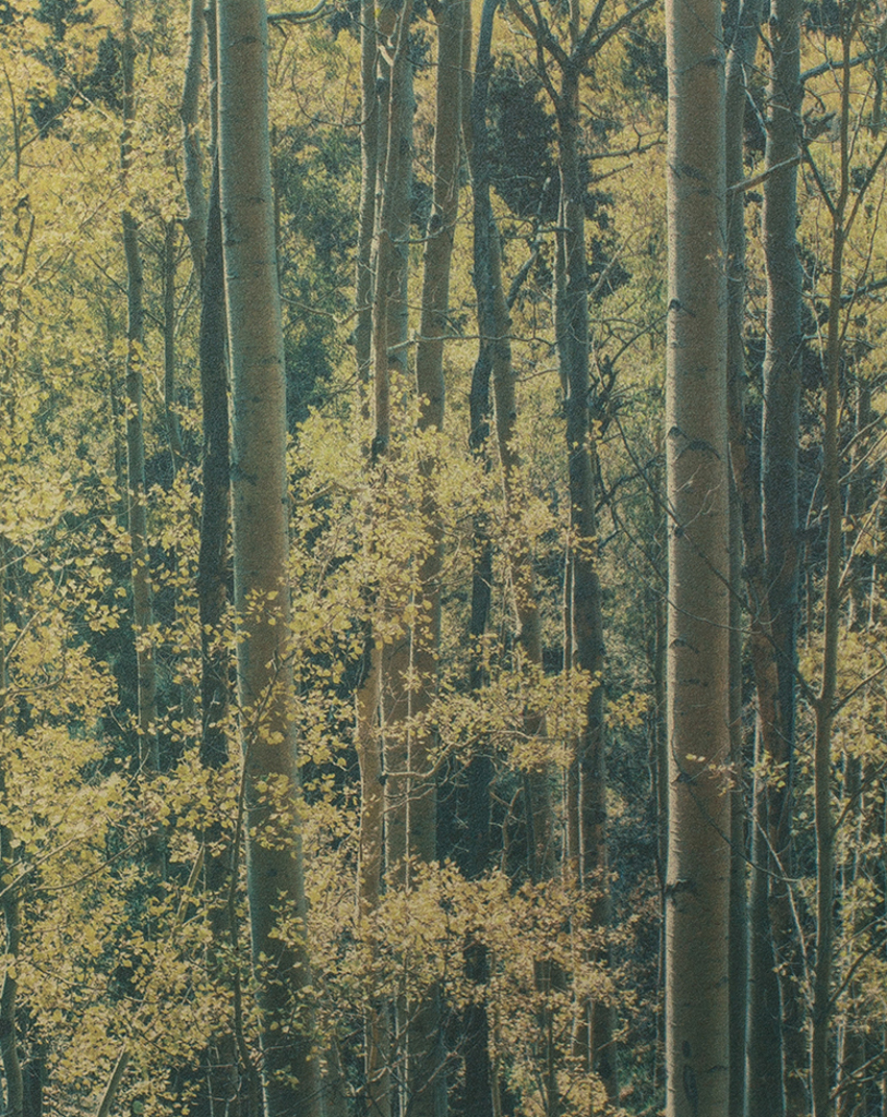 “Aspens Near Santa Fe New Mexico" © Tom Wise. Aspens in Aspen Glen near Santa Fe New Mexico. Approx. 6x7.5" (15.2x19.1cm) handcrafted alternative process photograph (gum bichromate over palladium-toned kallitype). GALLERY5X7 offers this signed, editioned original print at $250.
