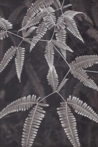 “Fern Study Island of Hawaii” © Tom Wise. Fern Study from Hawaii Tropical Bio-reserve and Garden, Island of Hawaii. Approx. 6x9" (15.2x22.9cm) handcrafted alternative process photograph (palladium and gold-toned kallitype). GALLERY5X7 offers this signed, original print.