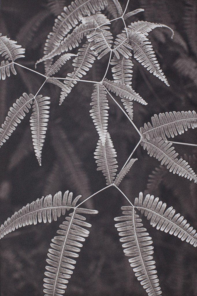 “Fern Study Island of Hawaii” © Tom Wise. Fern Study from Hawaii Tropical Bio-reserve and Garden, Island of Hawaii. Approx. 6x9" (15.2x22.9cm) handcrafted alternative process photograph (palladium and gold-toned kallitype). GALLERY5X7 offers this signed, original print at $250.