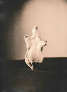 “Gourd 1” © Barry Mayfield. Approx. 8X11“ (21X27.5cm) handcrafted alternative process photograph (silver gelatin lith print). GALLERY5X7 offers this signed, original print.
