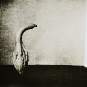 “Gourd 2” © Barry Mayfield. Approx. 8X10.5“ (20X27cm) handcrafted alternative process photograph (silver gelatin lith print). GALLERY5X7 offers this signed, original print.