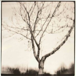 “Silver Birch” © Barry Mayfield. Approx. 8X8“ (20X20cm) handcrafted alternative process photograph (silver gelatin lith print). GALLERY5X7 offers this signed, original print.