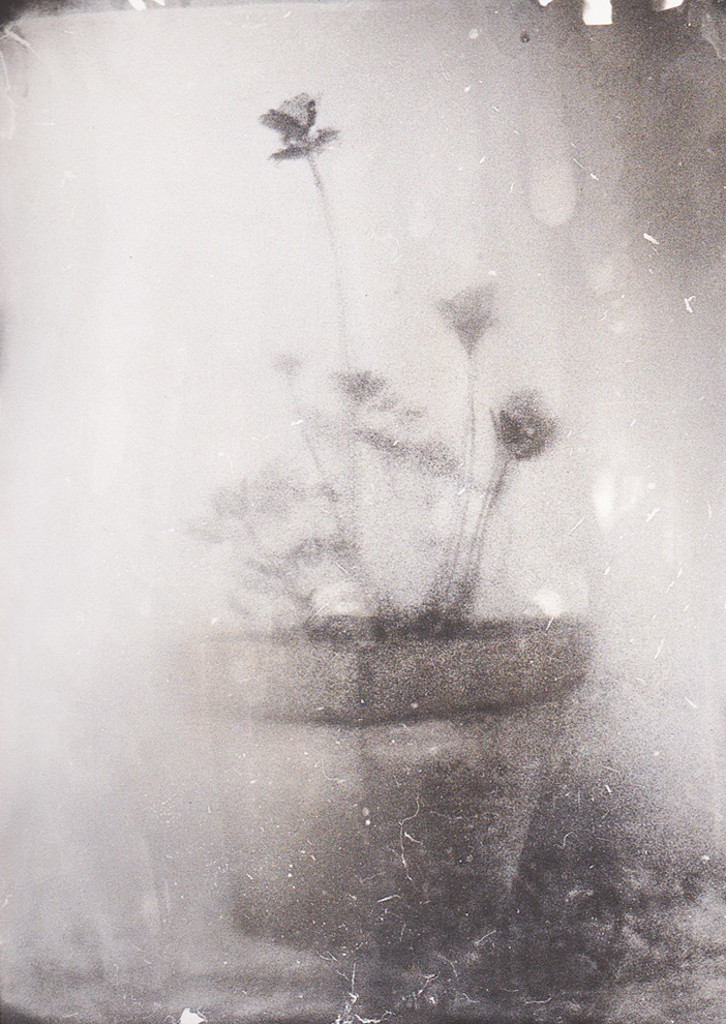 "La lumière des fleurs 1" © Xavier Vanlaere. Approx. 5.3x7.1" (13.5x18cm) handcrated alternative process photograph (silver gelatin print) developed in darkroom with a paintbrush on multigrafe FB photographic paper. GALLERY5X7 offers this signed, original print at $250.