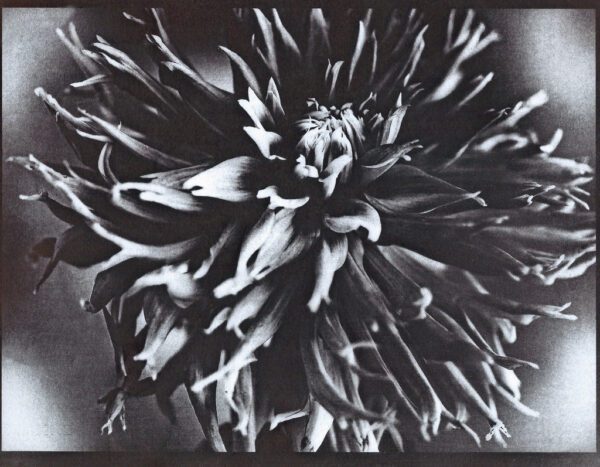 "Dramatic Dahlia" © Annemarie Borg-Antara. Approx. 8x10" (20x25cm) handcrafted alternative process photograph (Argyrotype (Mike Ware process) with Wofgang Moersch gold toner) on Hahnemuhle Platinum rag paper. Original, signed and editioned print (1 of 3) offered by GALLERY5X7.