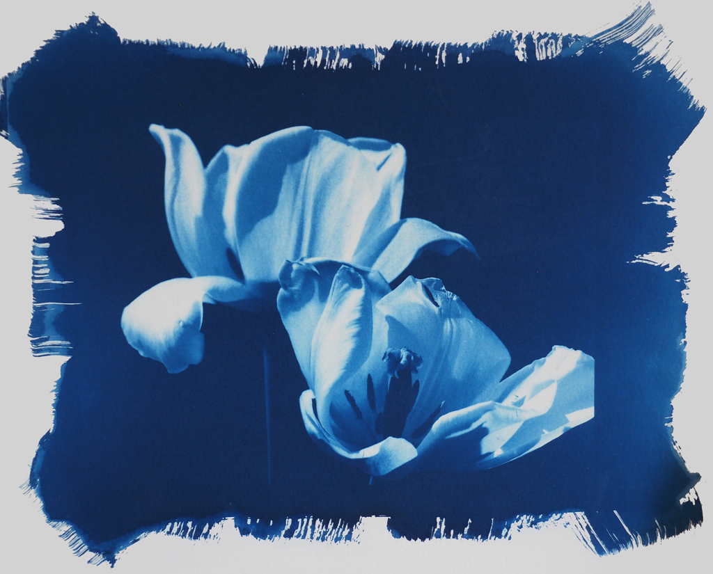 "Duo Tulips" © Annemarie Borg-Antara. Approx. 8x10" (20x25cm) handcrafted alternative process photograph (cyanotype, double-coated Mike Ware process) on Hahnemühle Platinum rag. Original, signed and editioned print offered by GALLERY5X7.