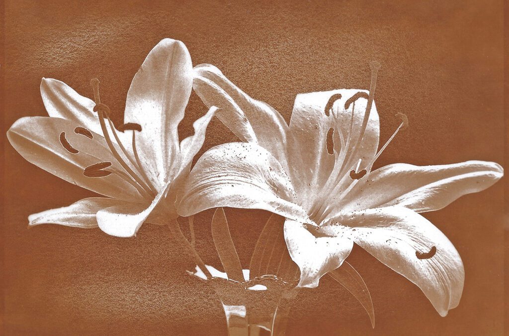 "Lillies" © Annemarie Borg-Antara. Approx. 6x8" (15x20cm) or 8x10" (20x25cm) handcrafted alternative process photograph (Argyrotype, Mike Ware process) on Hahnemühle paper. Original, signed and editioned print (1 of 2) offered by GALLERY5X7.